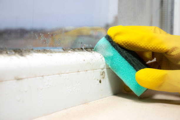 Best DIY Mold Remediation in Lansing, KS